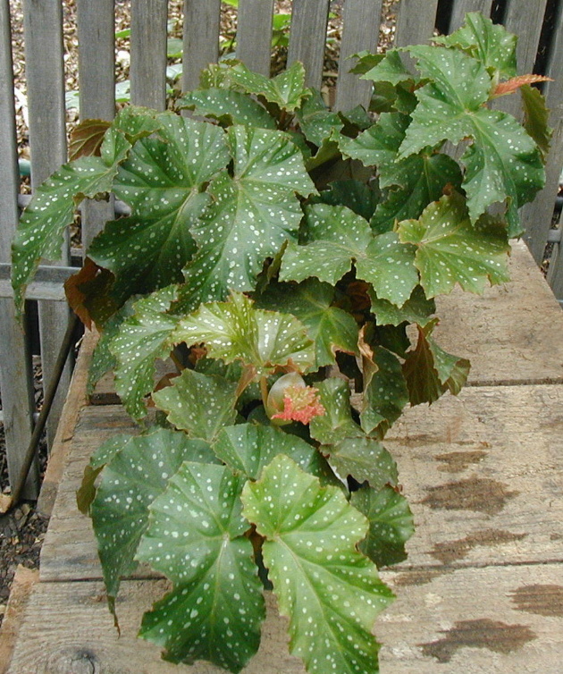 B. ‘Elda Mae’